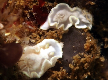 White Mantle Glossodoris - Glossodoris buko - Anilao, Philippines