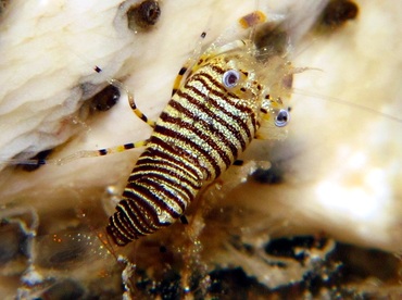 Striped Bumblebee Shrimp - Gnathophyllum americanum - Cozumel, Mexico