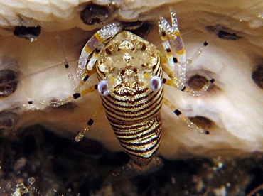 Striped Bumblebee Shrimp - Gnathophyllum americanum - Cozumel, Mexico