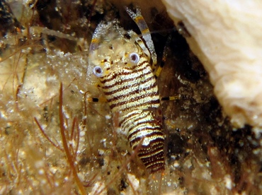 Striped Bumblebee Shrimp - Gnathophyllum americanum - Cozumel, Mexico