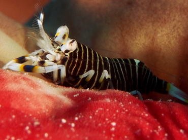 Striped Bumblebee Shrimp - Gnathophyllum americanum - Eleuthera, Bahamas