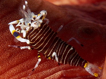 Striped Bumblebee Shrimp - Gnathophyllum americanum - Eleuthera, Bahamas