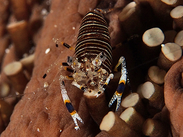 Striped Bumblebee Shrimp - Gnathophyllum americanum - Cozumel, Mexico