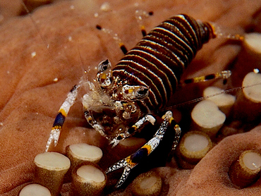 Striped Bumblebee Shrimp - Gnathophyllum americanum - Cozumel, Mexico