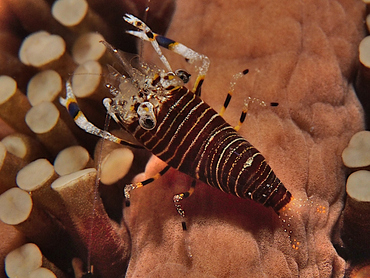 Striped Bumblebee Shrimp - Gnathophyllum americanum - Cozumel, Mexico