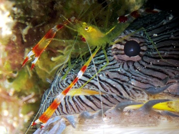 Golden Coral Shrimp - Stenopus scutellatus - Cozumel, Mexico