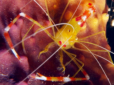Golden Coral Shrimp - Stenopus scutellatus - The Exumas, Bahamas