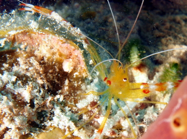 Golden Coral Shrimp - Stenopus scutellatus - Belize