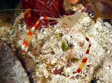 Golden Coral Shrimp - Stenopus scutellatus - Cozumel, Mexico