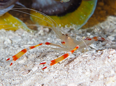 Golden Coral Shrimp - Stenopus scutellatus - Cozumel, Mexico