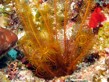 Golden Crinoid - Davidaster rubiginosa - Isla Mujeres, Mexico
