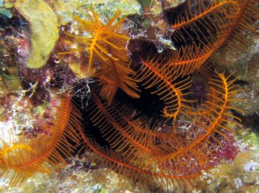 Golden Crinoid - Davidaster rubiginosus - Turks and Caicos