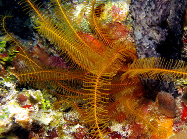 Golden Crinoid - Davidaster rubiginosus - Belize