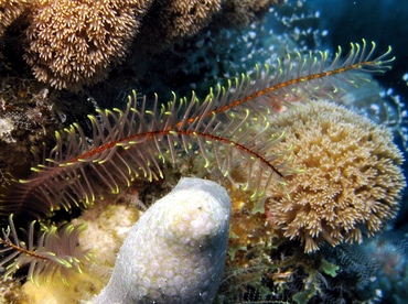 Golden Crinoid - Davidaster rubiginosus - Belize