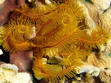 Golden Crinoid - Davidaster rubiginosus - Belize