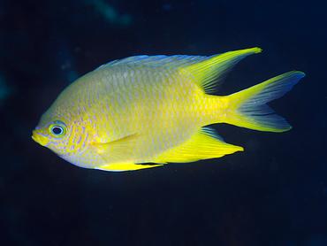 Golden Damsel - Amblyglyphidodon aureus - Bali, Indonesia