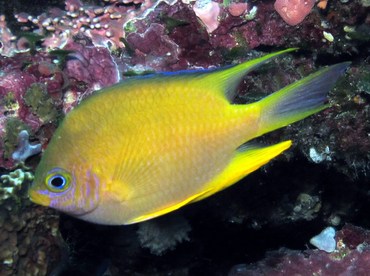 Golden Damsel - Amblyglyphidodon aureus - Palau