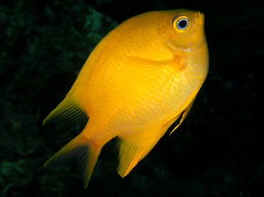 Golden Damsel - Amblyglyphidodon aureus - Fiji