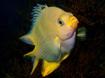 Golden Damsel - Amblyglyphidodon aureus - Bali, Indonesia