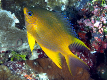 Golden Damsel - Amblyglyphidodon aureus - Palau