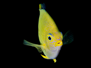 Golden Damsel - Amblyglyphidodon aureus - Coral Sea, Australia