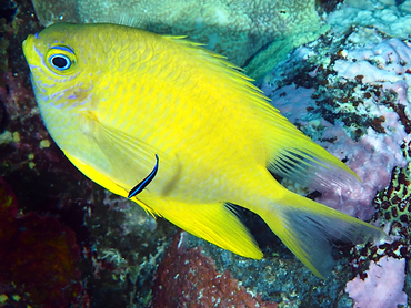 Golden Damsel - Amblyglyphidodon aureus - Coral Sea, Australia