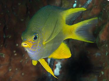 Golden Damsel - Amblyglyphidodon aureus - Komodo, Indonesia