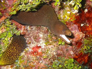 Goldentail Moray Eel - Gymnothorax miliaris - Key Largo, Florida