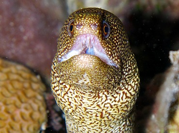 Goldentail Moray Eel - Gymnothorax miliaris - Cozumel, Mexico