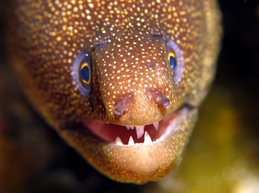 Goldentail Moray Eel - Gymnothorax miliaris - Cozumel, Mexico