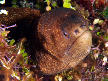 Goldentail Moray Eel - Gymnothorax miliaris - Cozumel, Mexico