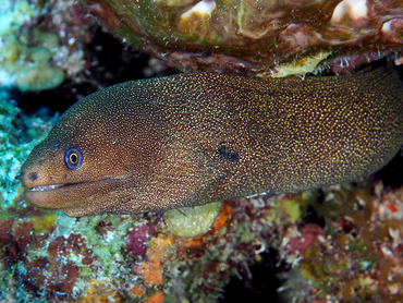 Goldentail Moray Eel - Gymnothorax miliaris - Cozumel, Mexico