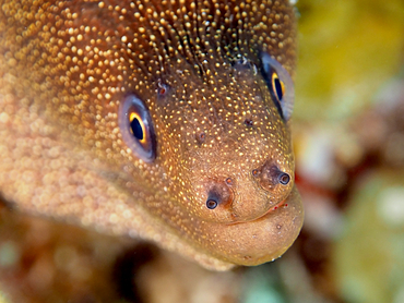 Goldentail Moray Eel - Gymnothorax miliaris - Cozumel, Mexico