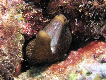 Goldentail Moray Eel - Gymnothorax miliaris - Key Largo, Florida