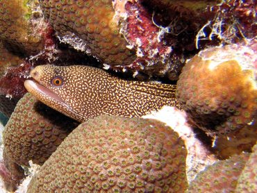 Goldentail Moray Eel - Gymnothorax miliaris - Bonaire