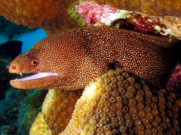 Goldentail Moray Eel - Gymnothorax miliaris - Bonaire