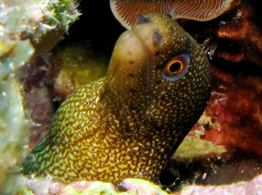 Goldentail Moray Eel - Gymnothorax miliaris - Belize