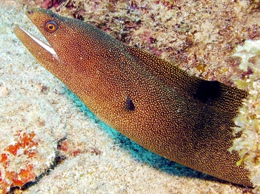 Goldentail Moray Eel - Gymnothorax miliaris - Key Largo, Florida