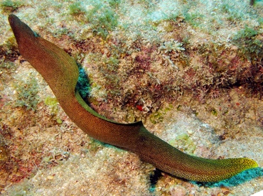 Goldentail Moray Eel - Gymnothorax miliaris - Key Largo, Florida