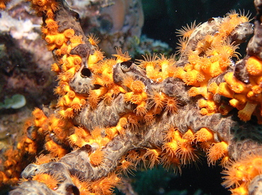 Golden Zoanthid - Parazoanthus swiftii - Nassau, Bahamas