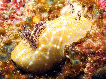 Gold-Lace Nudibranch - Halgerda terramtuentis - Big Island, Hawaii