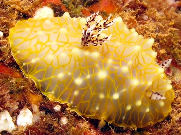 Gold-Lace Nudibranch - Halgerda terramtuentis - Lanai, Hawaii