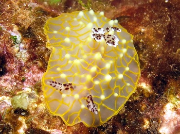 Gold-Lace Nudibranch - Halgerda terramtuentis - Lanai, Hawaii