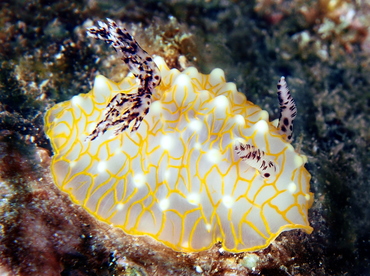 Gold-Lace Nudibranch - Halgerda terramtuentis - Big Island, Hawaii