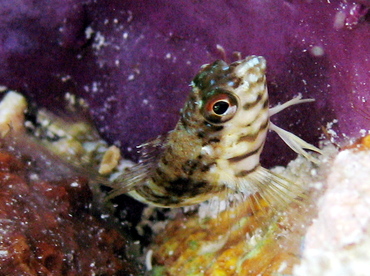 Goldline Blenny - Malacoctenus aurolineatus - St John, USVI