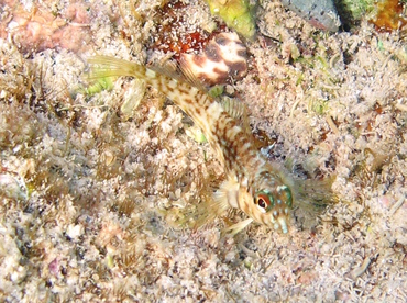 Goldline Blenny - Malacoctenus aurolineatus - St John, USVI