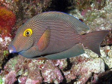 Goldring Surgeonfish - Ctenochaetus strigosus - Lanai, Hawaii