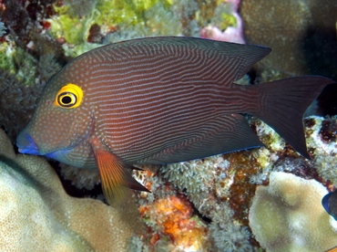 Goldring Surgeonfish - Ctenochaetus strigosus - Big Island, Hawaii