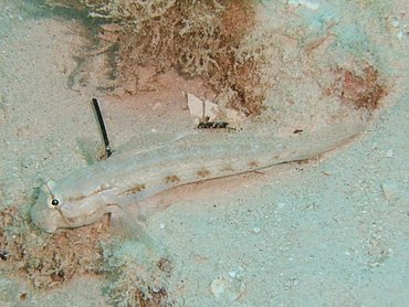 Goldspot Goby - Gnatholepis thompsoni - Nassau, Bahamas