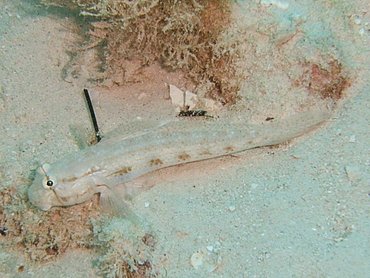 Goldspot Goby - Gnatholepis thompsoni - Nassau, Bahamas